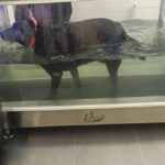 تردمیل آبی حیوانات فریال مدل A-1500